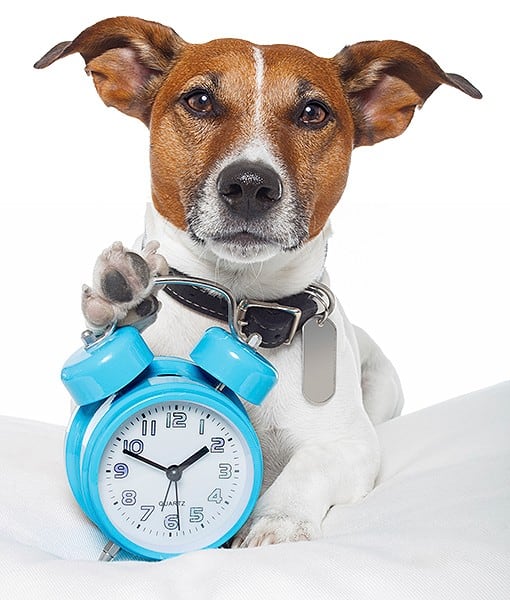 Daylight savings time with your dog